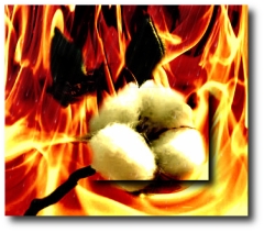 Cotton and Fire withdrawn